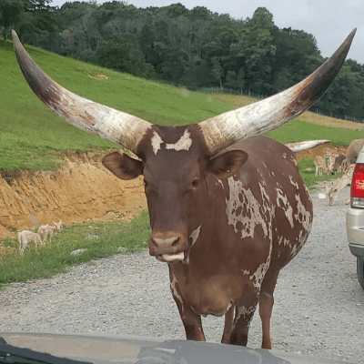 Virginia Safari Park – A Unique Drive-Thru Safari in Natural Bridge, VA ...